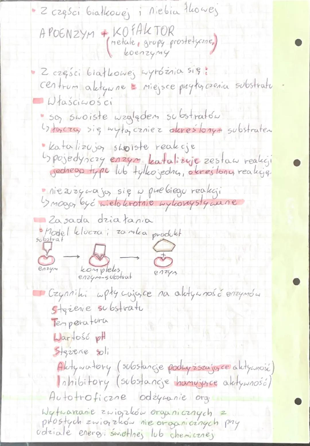 - 2 części białkovej i niebia thowej

APOENZYM + KOFAKTOR
(metale, grupy prostetyeme)
koenzymy

- 2 części białkowej wyróżnia się:
centrum a
