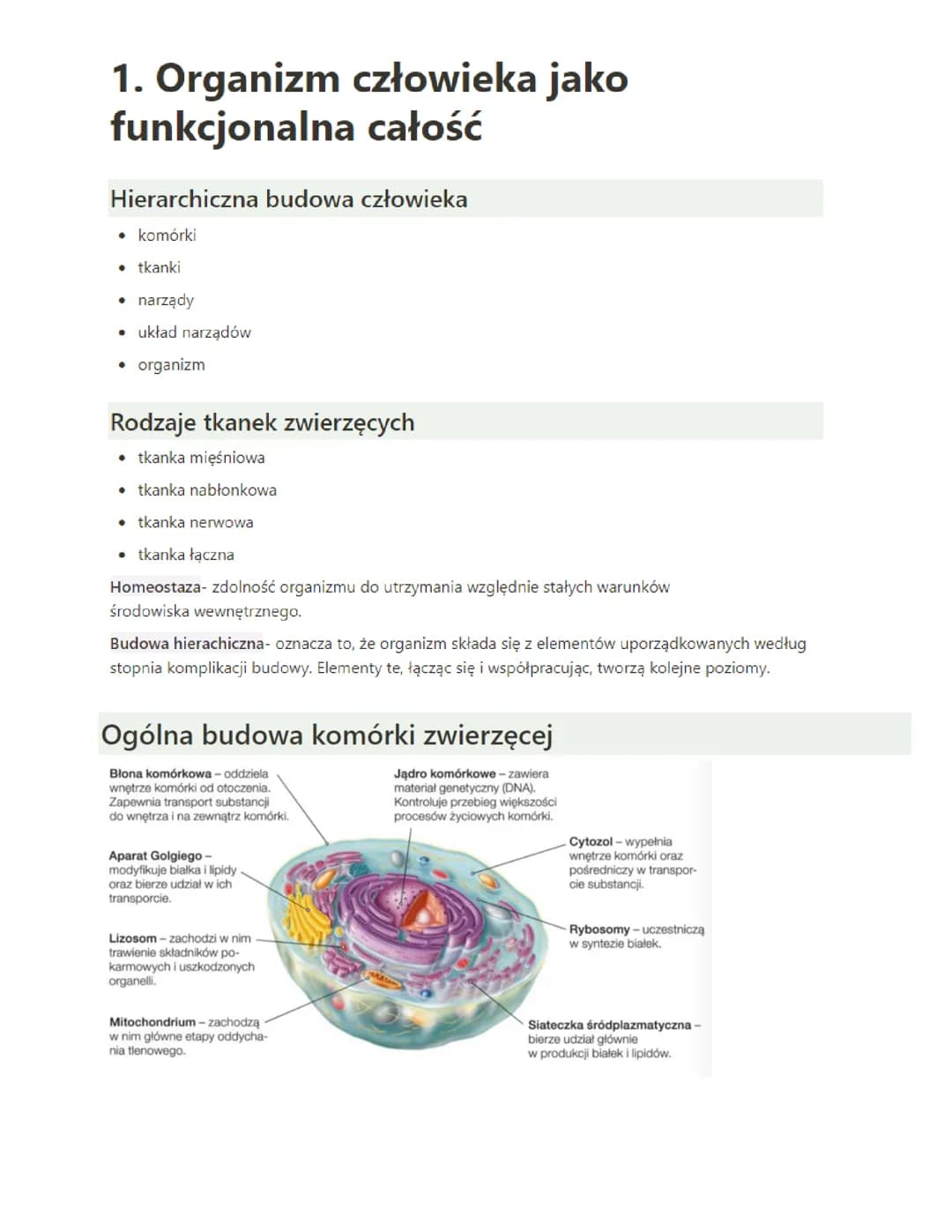 Biologia- Organizm człowieka jako funkcjonalna całość; Tkanki: nabłonkowa, mięśniowa i nerwowa; Tkanka łączna