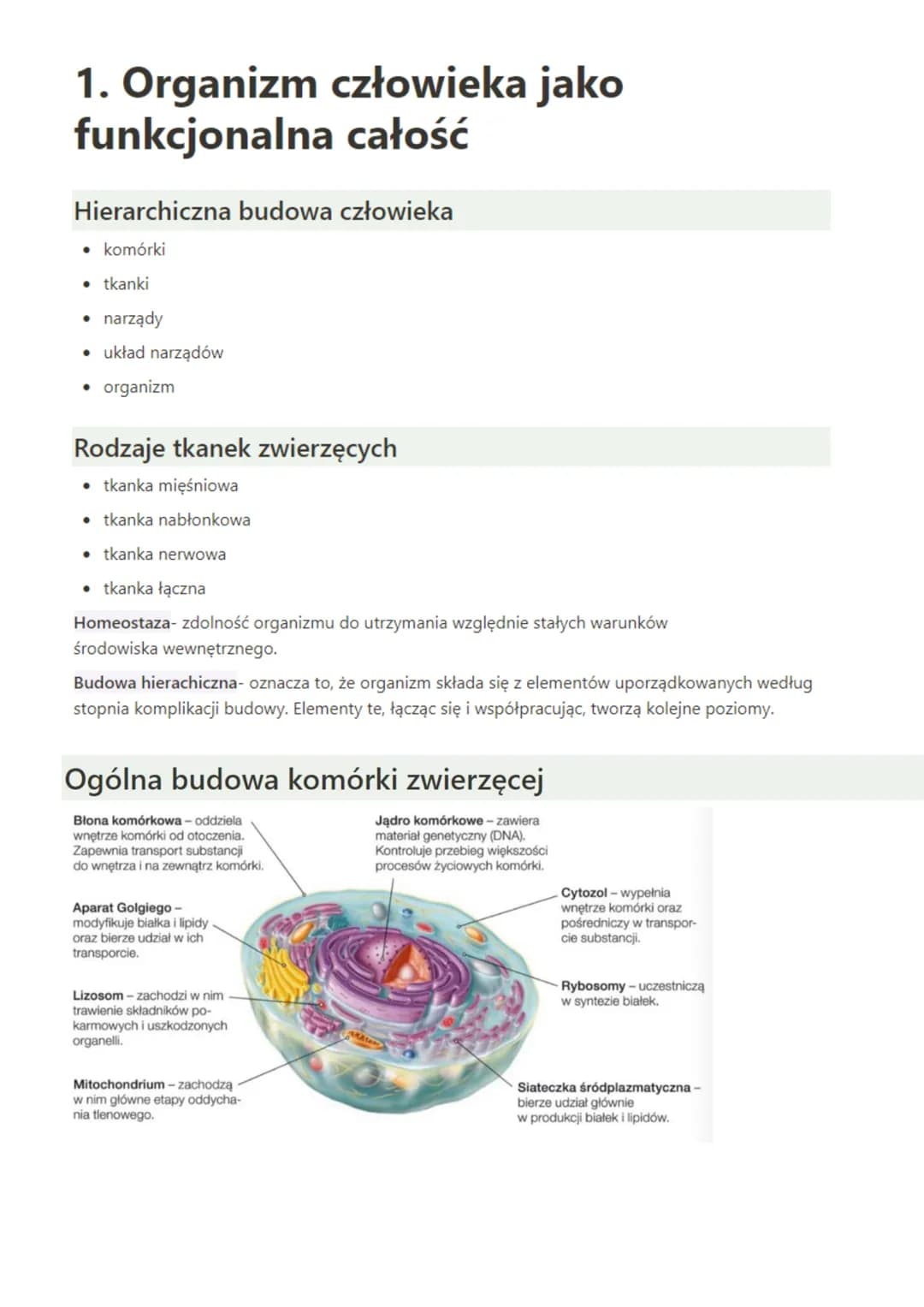 1. Organizm człowieka jako
funkcjonalna całość
Hierarchiczna budowa człowieka
• komórki
⚫ tkanki
⚫ narządy
• układ narządów
•
organizm
Rodza