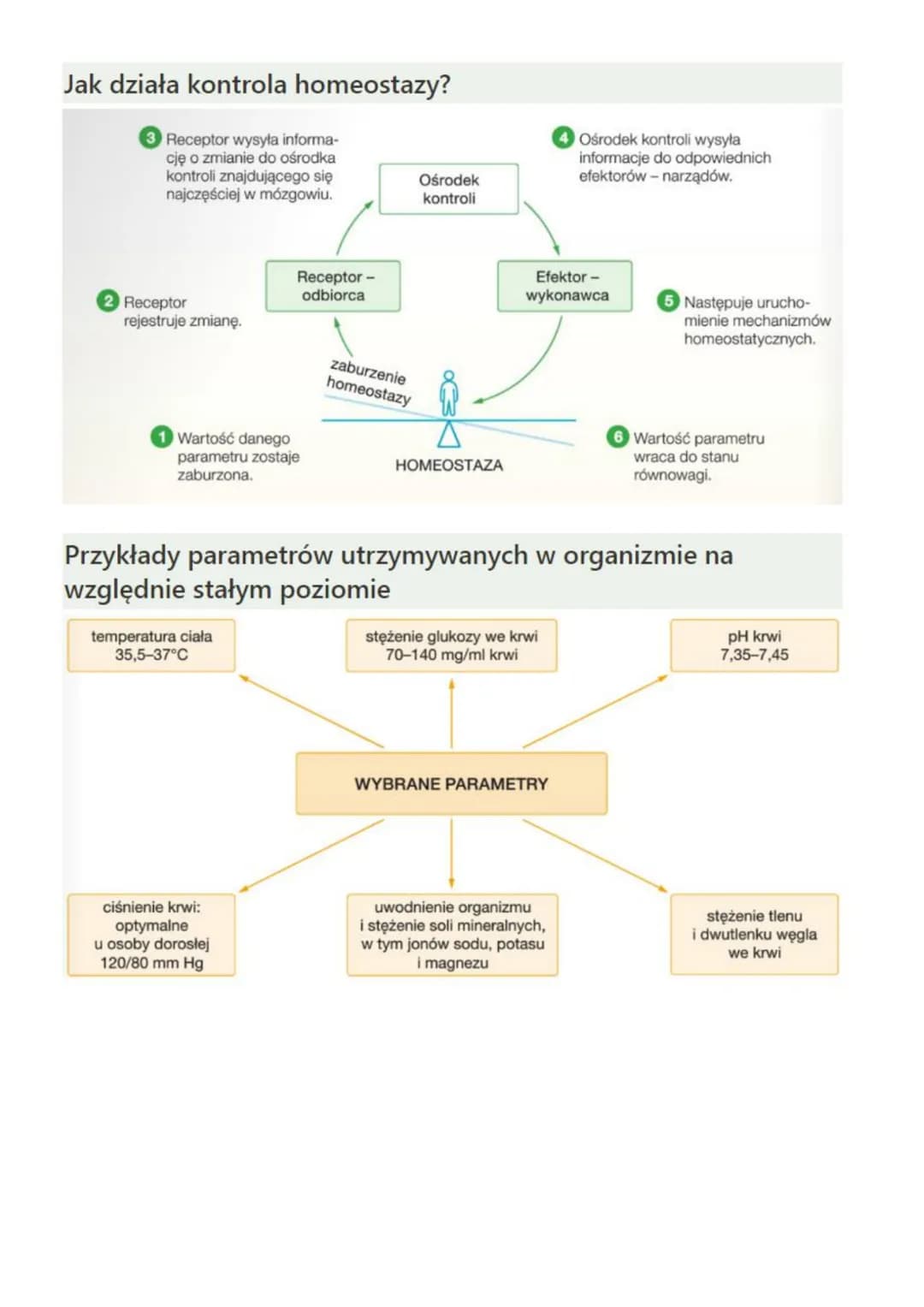 1. Organizm człowieka jako
funkcjonalna całość
Hierarchiczna budowa człowieka
• komórki
⚫ tkanki
⚫ narządy
• układ narządów
•
organizm
Rodza