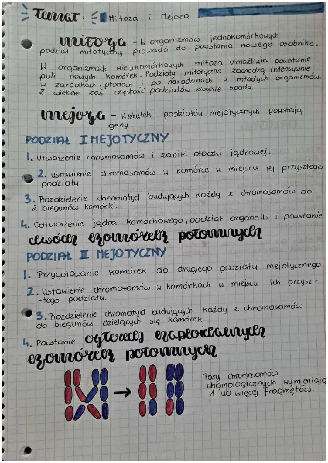 Mitoza i Mejoza - Wyjaśnienie i Różnice