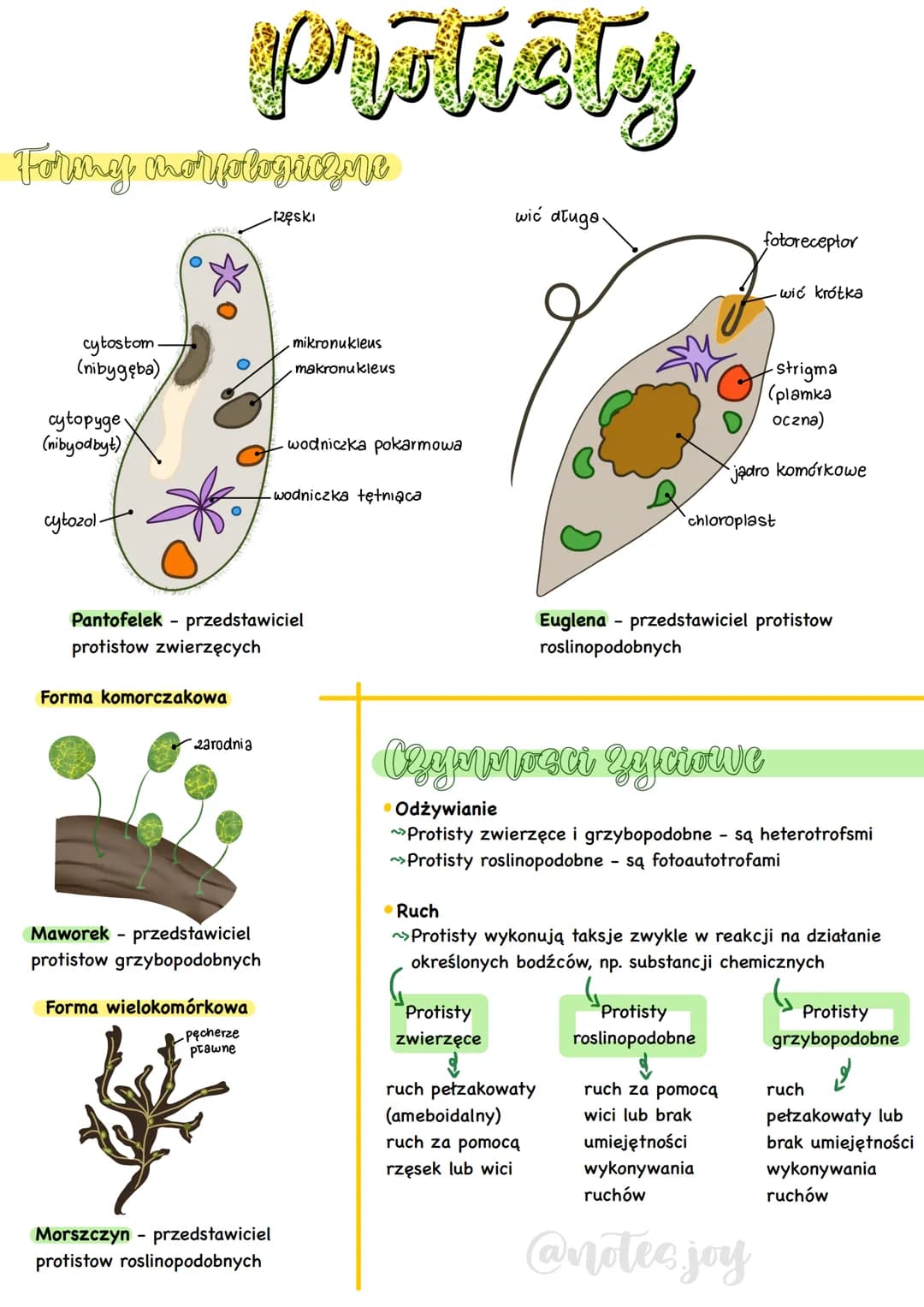 Formy morfologique
-[zęski
cytostom.
(nibygęba)
cytopyge
(nibyodbyt)
cytozol.
protiety
Forma komorczakowa
2arodnia
Pantofelek - przedstawici