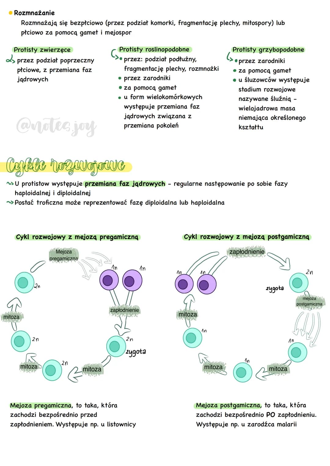 Formy morfologique
-[zęski
cytostom.
(nibygęba)
cytopyge
(nibyodbyt)
cytozol.
protiety
Forma komorczakowa
2arodnia
Pantofelek - przedstawici