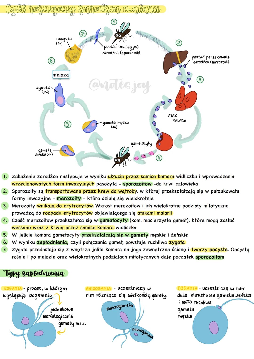 Formy morfologique
-[zęski
cytostom.
(nibygęba)
cytopyge
(nibyodbyt)
cytozol.
protiety
Forma komorczakowa
2arodnia
Pantofelek - przedstawici