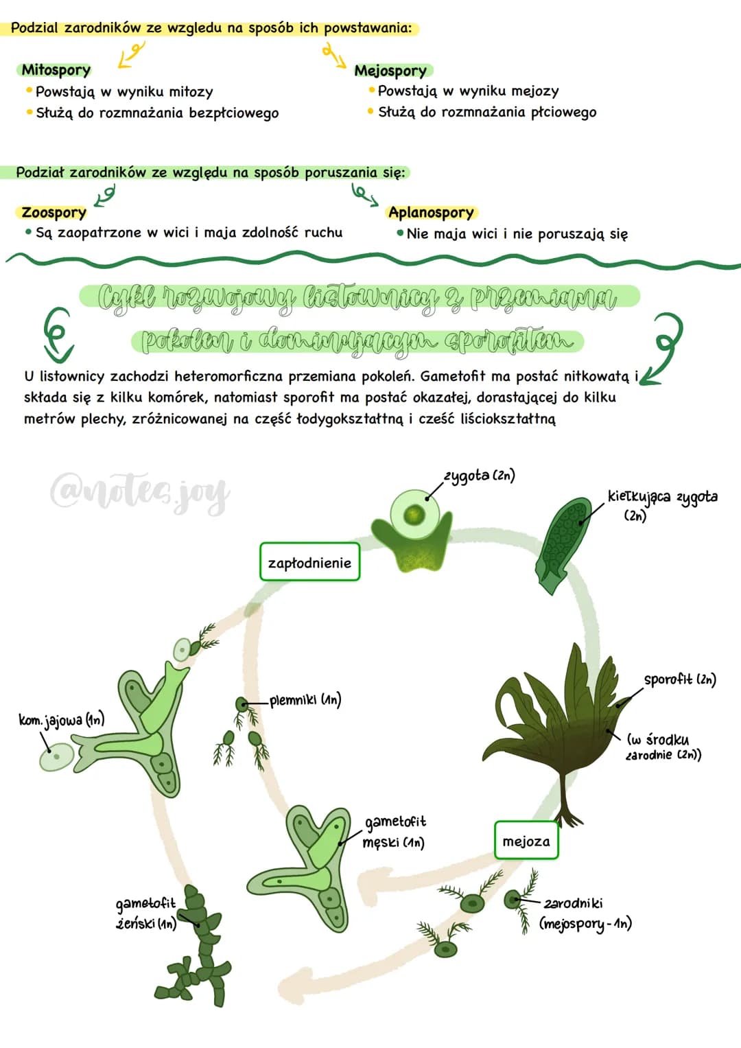 Formy morfologique
-[zęski
cytostom.
(nibygęba)
cytopyge
(nibyodbyt)
cytozol.
protiety
Forma komorczakowa
2arodnia
Pantofelek - przedstawici