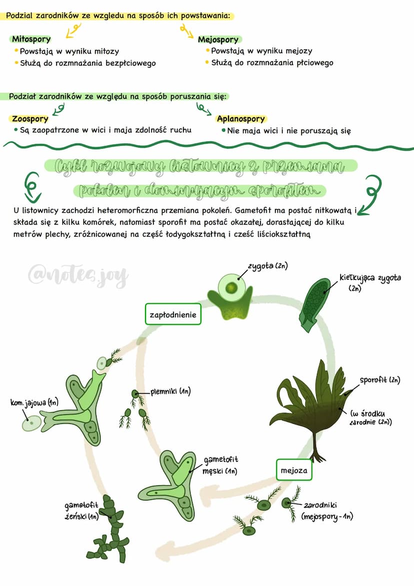 Formy morfologique
-[zęski
cytostom.
(nibygęba)
cytopyge
(nibyodbyt)
cytozol.
protiety
Forma komorczakowa
2arodnia
Pantofelek - przedstawici