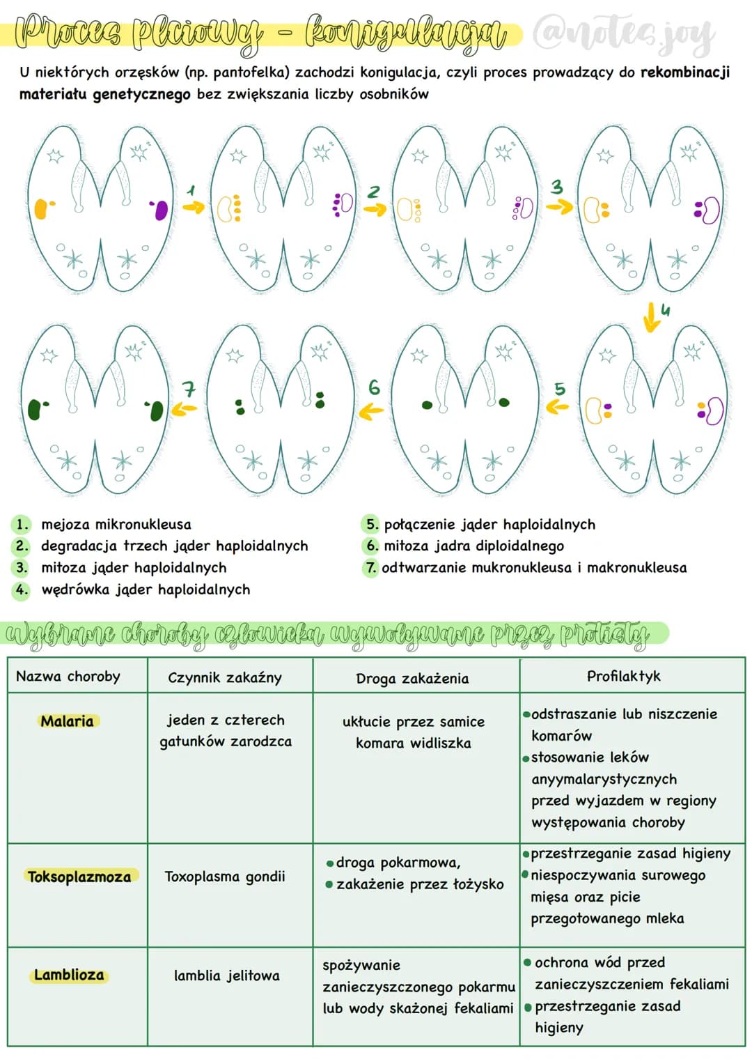 Formy morfologique
-[zęski
cytostom.
(nibygęba)
cytopyge
(nibyodbyt)
cytozol.
protiety
Forma komorczakowa
2arodnia
Pantofelek - przedstawici