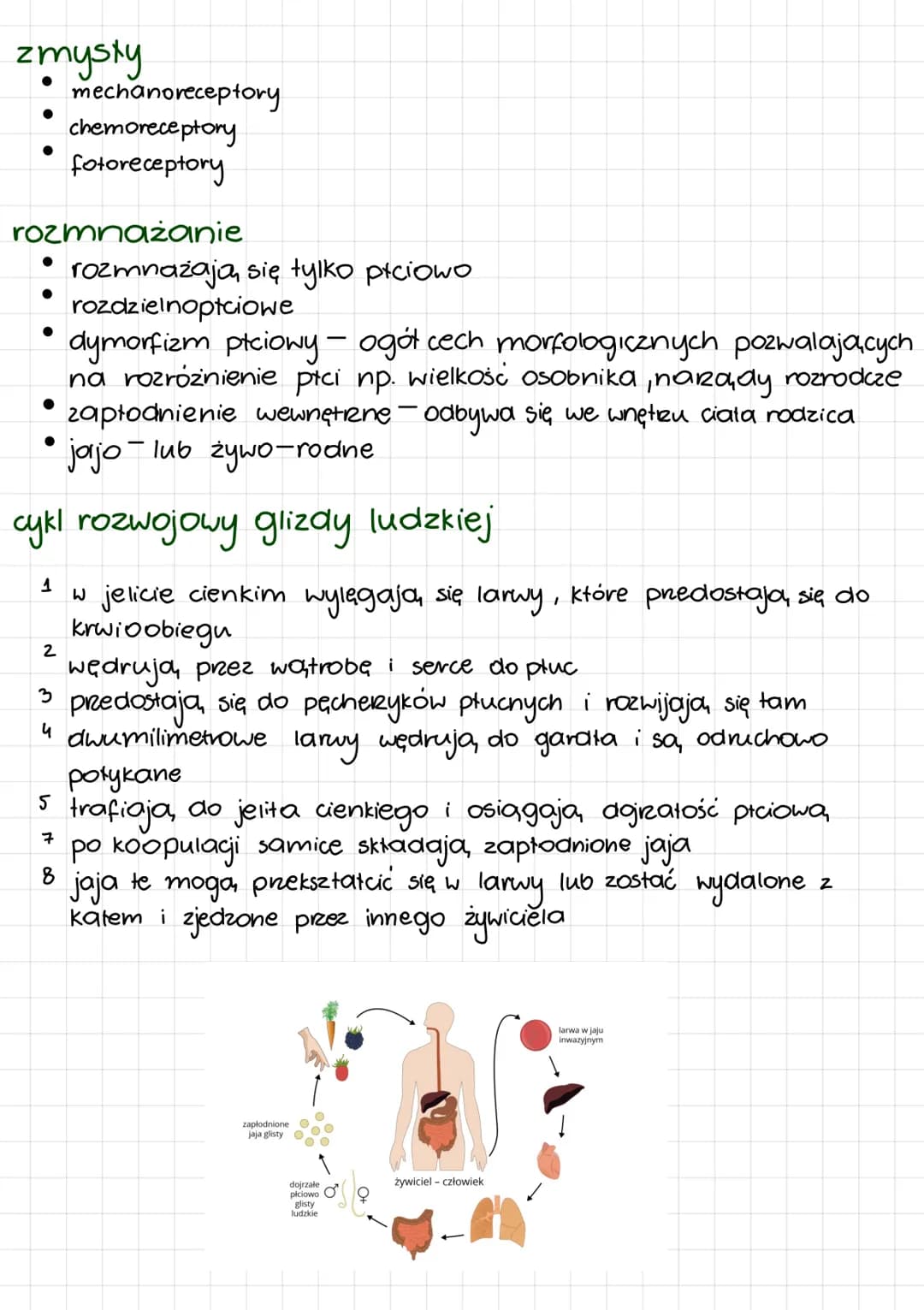 Wszystko o nicieniach: Budowa, Rodzaje, Tryb życia, Rozwój, Pokarm, Rozmnażanie