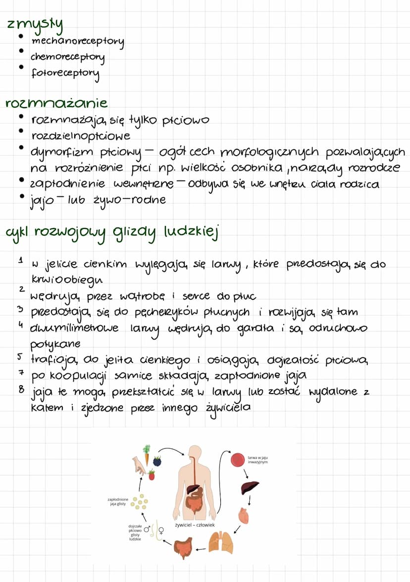 
<p>Nicienie są to pasożytnicze glisty ludzkie, które należą do grupy nicieni glebowych. Mają wydłużony kształt ciała i brak odnóży, przy sy