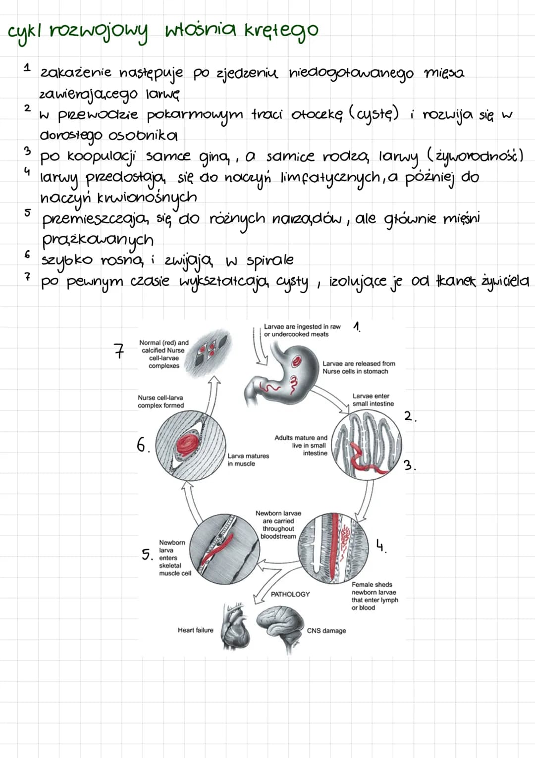 Wszystko o nicieniach: Budowa, Rodzaje, Tryb życia, Rozwój, Pokarm, Rozmnażanie