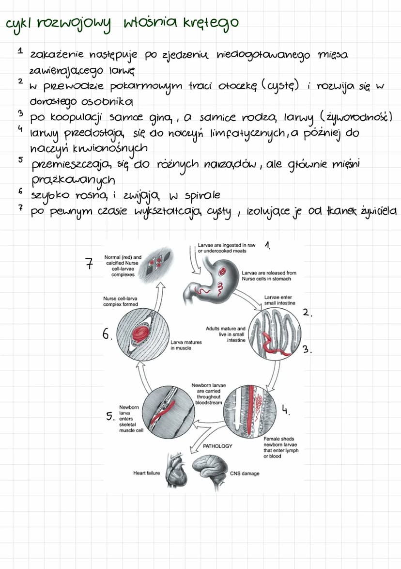
<p>Nicienie są to pasożytnicze glisty ludzkie, które należą do grupy nicieni glebowych. Mają wydłużony kształt ciała i brak odnóży, przy sy