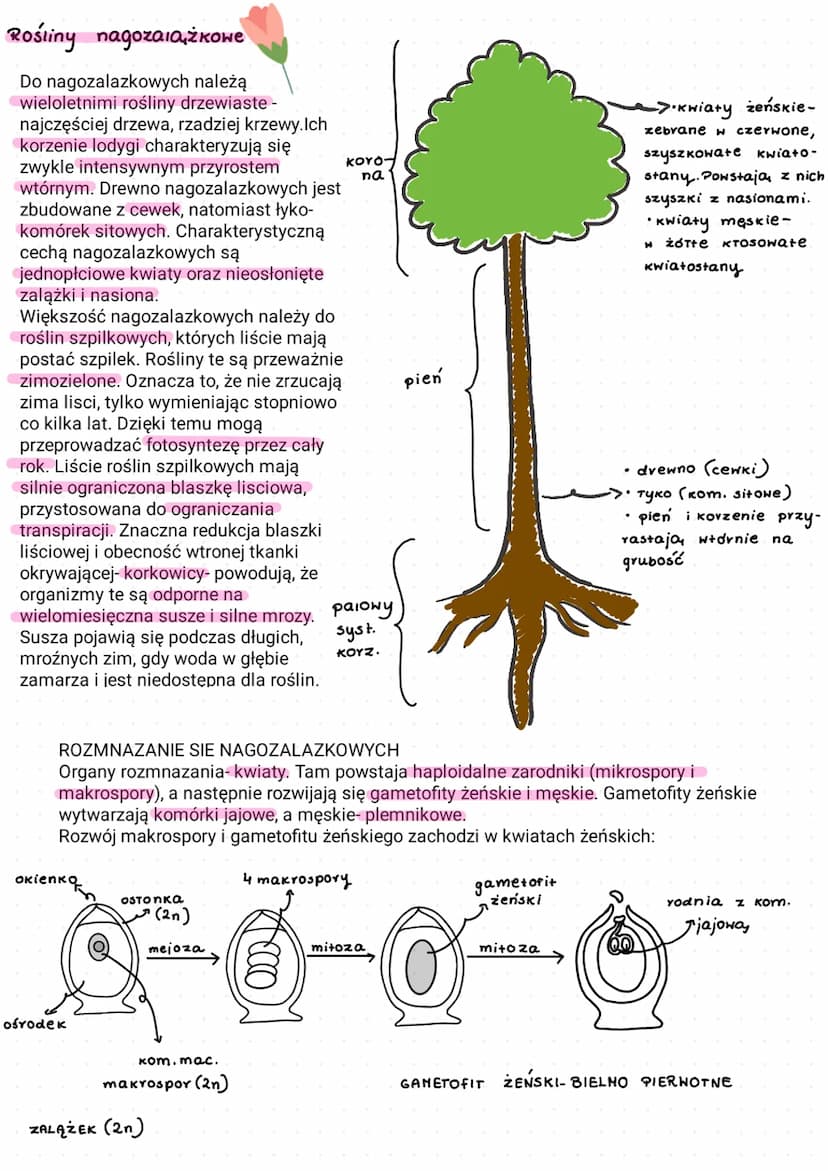 ROŚLINY NASIENNE
Są one typowymi organowcami i rolsinami naczyniowymi, a ich
r9zprzestrzenianie zachodzi za pośrednictwem nasion. Do roślin 