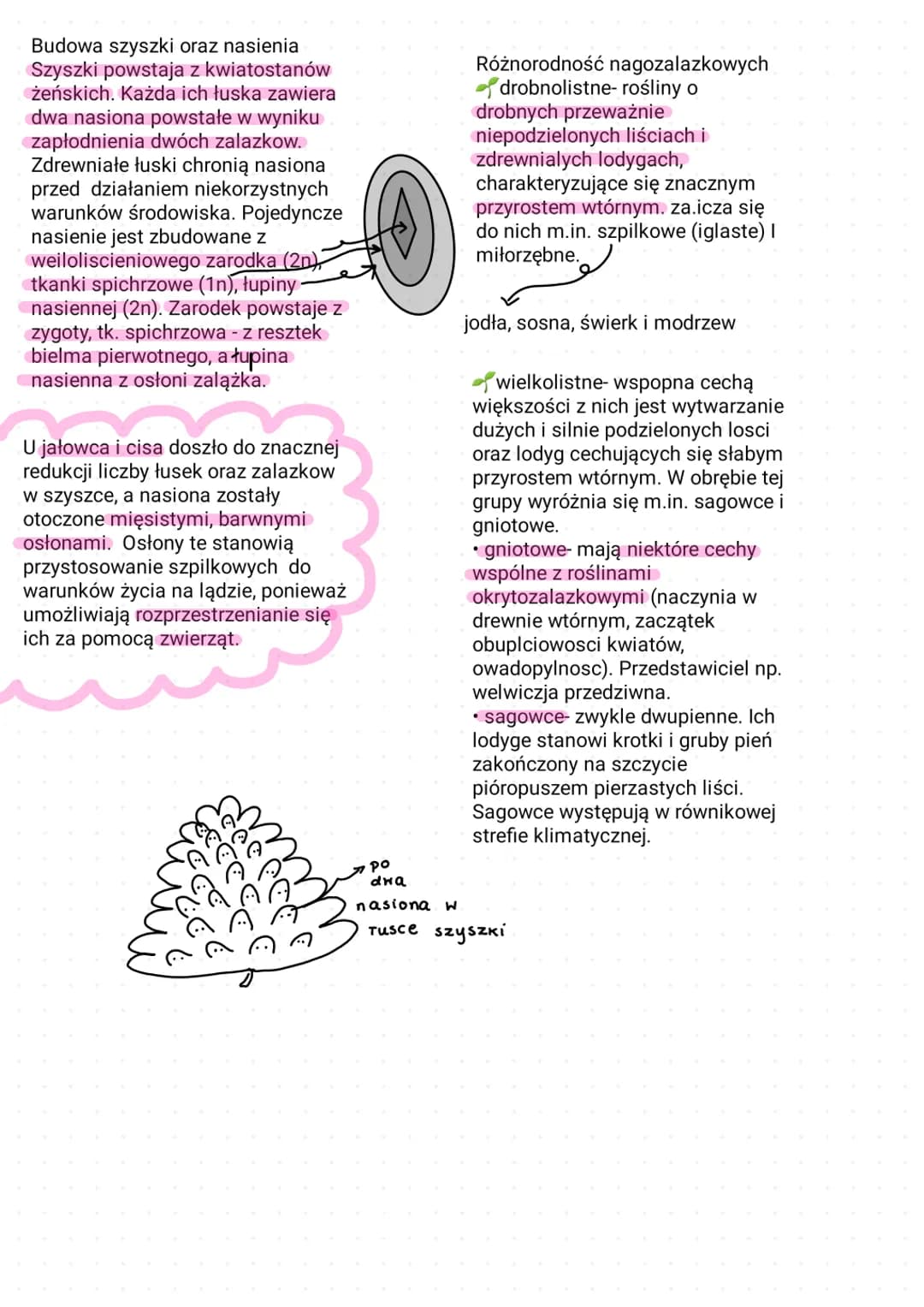ROŚLINY NASIENNE
Są one typowymi organowcami i rolsinami naczyniowymi, a ich
r9zprzestrzenianie zachodzi za pośrednictwem nasion. Do roślin 
