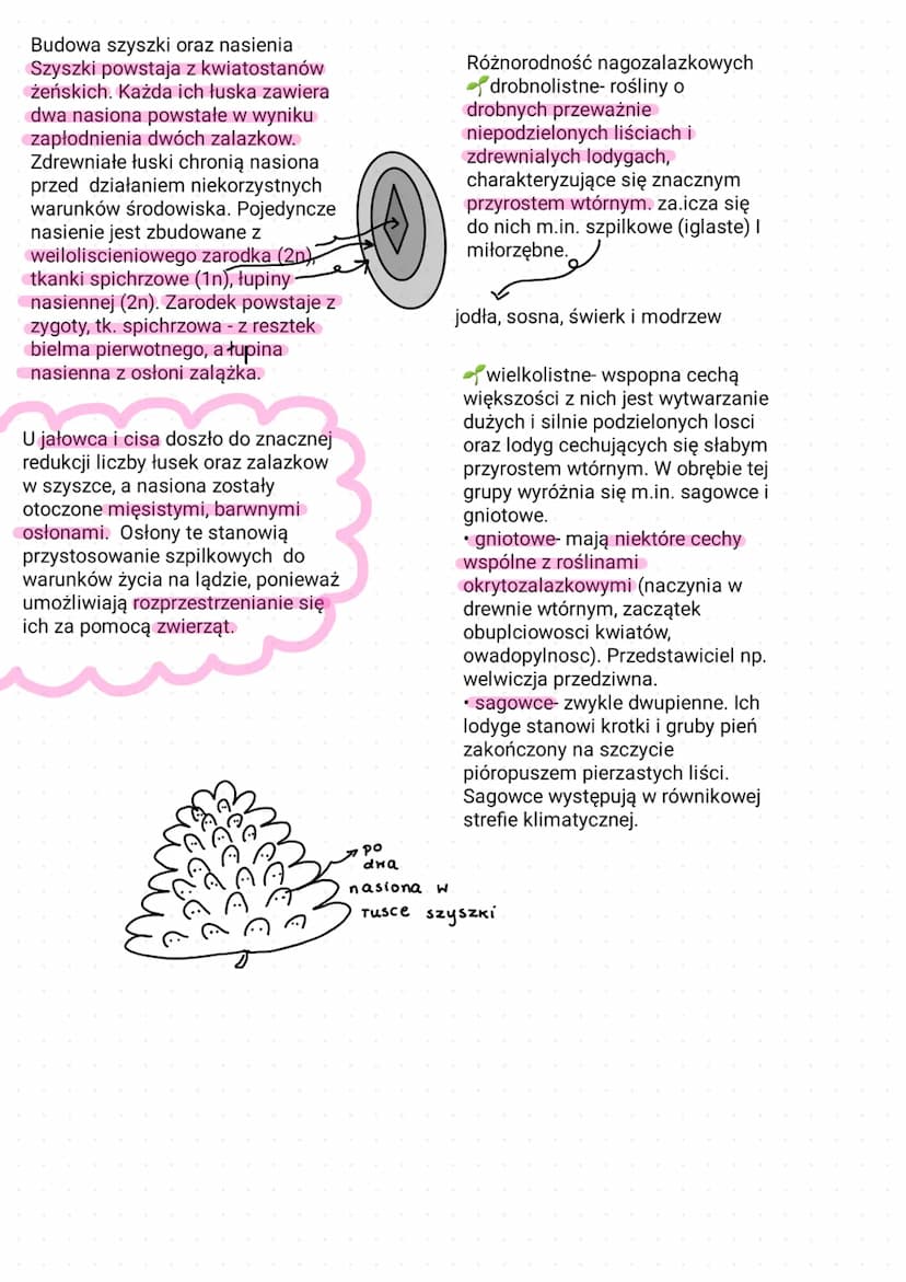 ROŚLINY NASIENNE
Są one typowymi organowcami i rolsinami naczyniowymi, a ich
r9zprzestrzenianie zachodzi za pośrednictwem nasion. Do roślin 