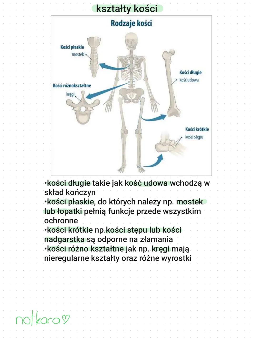 Aparat ruchu. Budowa szkieletu
aparat ruchu
•Układy: szkieletowy i mięśniowy, współpracując ze
sobą tworzą aparat ruchu
•Układ szkieletowy s