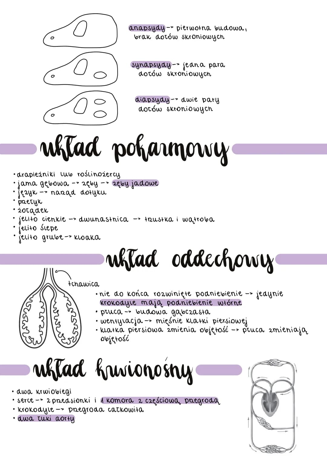 • żółwie
N
pierwsze owodniowce
●
krokodyle
·sfenodonty
tuskonośne
gruba, sucha
skóra
• gruba, sucha skóra
• nieliczne gr. zapachowe
2miennoc