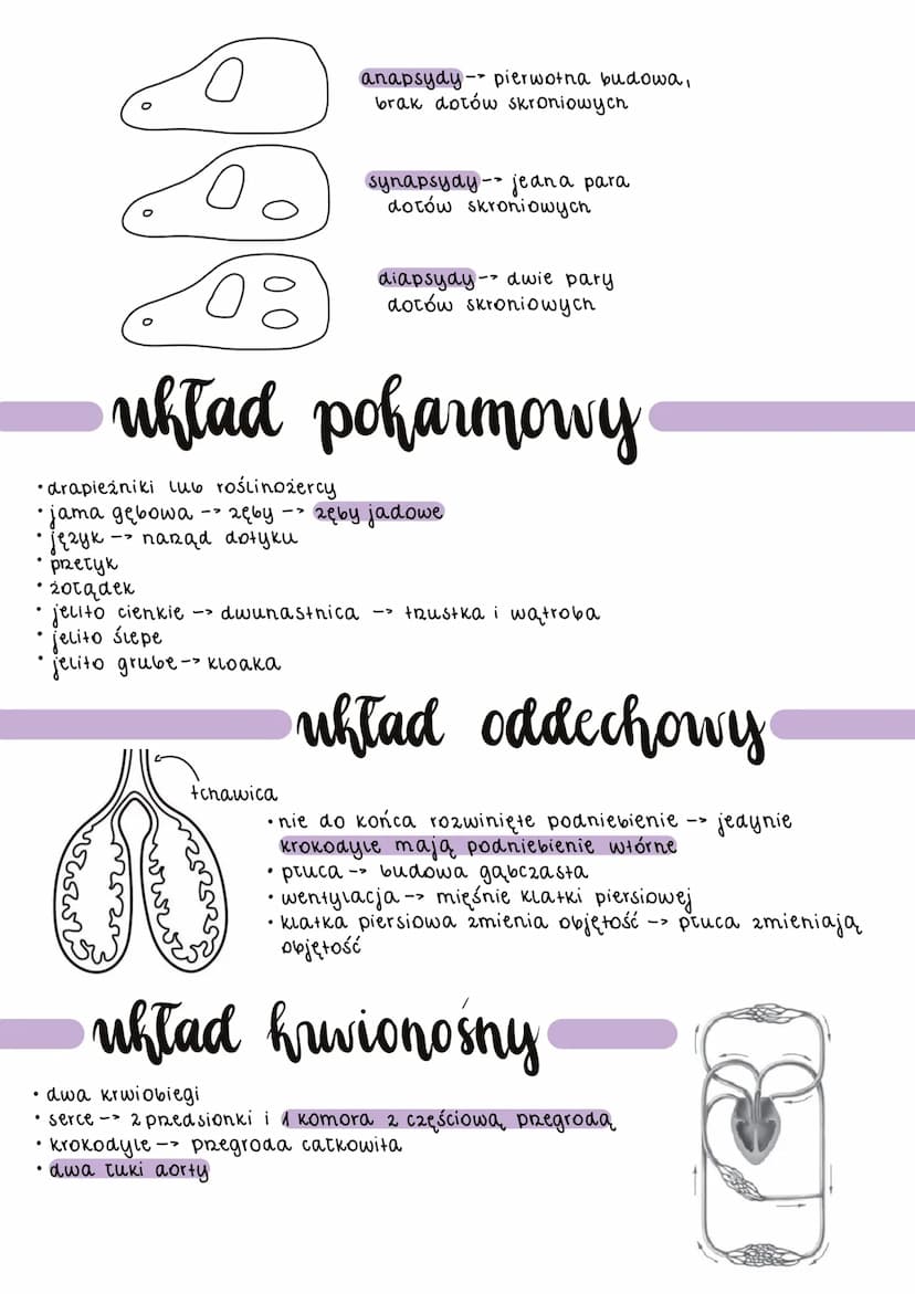 • żółwie
N
pierwsze owodniowce
●
krokodyle
·sfenodonty
tuskonośne
gruba, sucha
skóra
• gruba, sucha skóra
• nieliczne gr. zapachowe
2miennoc