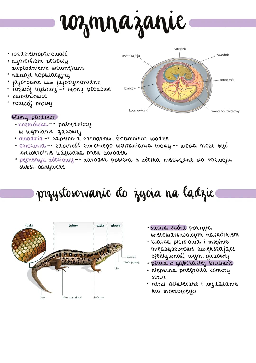 • żółwie
N
pierwsze owodniowce
●
krokodyle
·sfenodonty
tuskonośne
gruba, sucha
skóra
• gruba, sucha skóra
• nieliczne gr. zapachowe
2miennoc