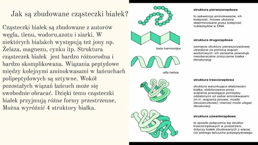 Białka
DELT
*******
BioStage Czym są białka?
Białka są polipeptydami zawierającymi 100 lub więcej reszt
aminokwasowych połączonych wiązaniam