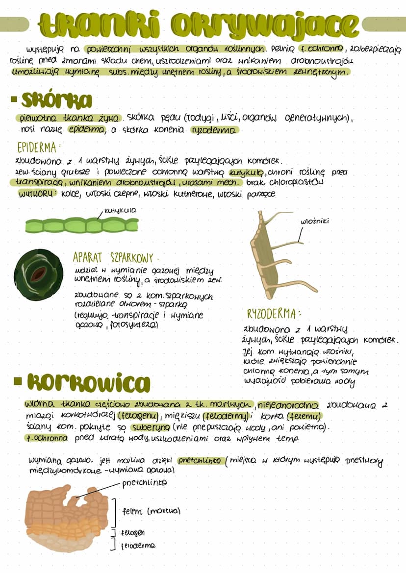 thanki tworcze
➤ zbudowane 2 dzielących się komórek
▶ umozliwiają warost na drugość i przyrosť no grubość
cienkie pierwotne sciany kom.
► du