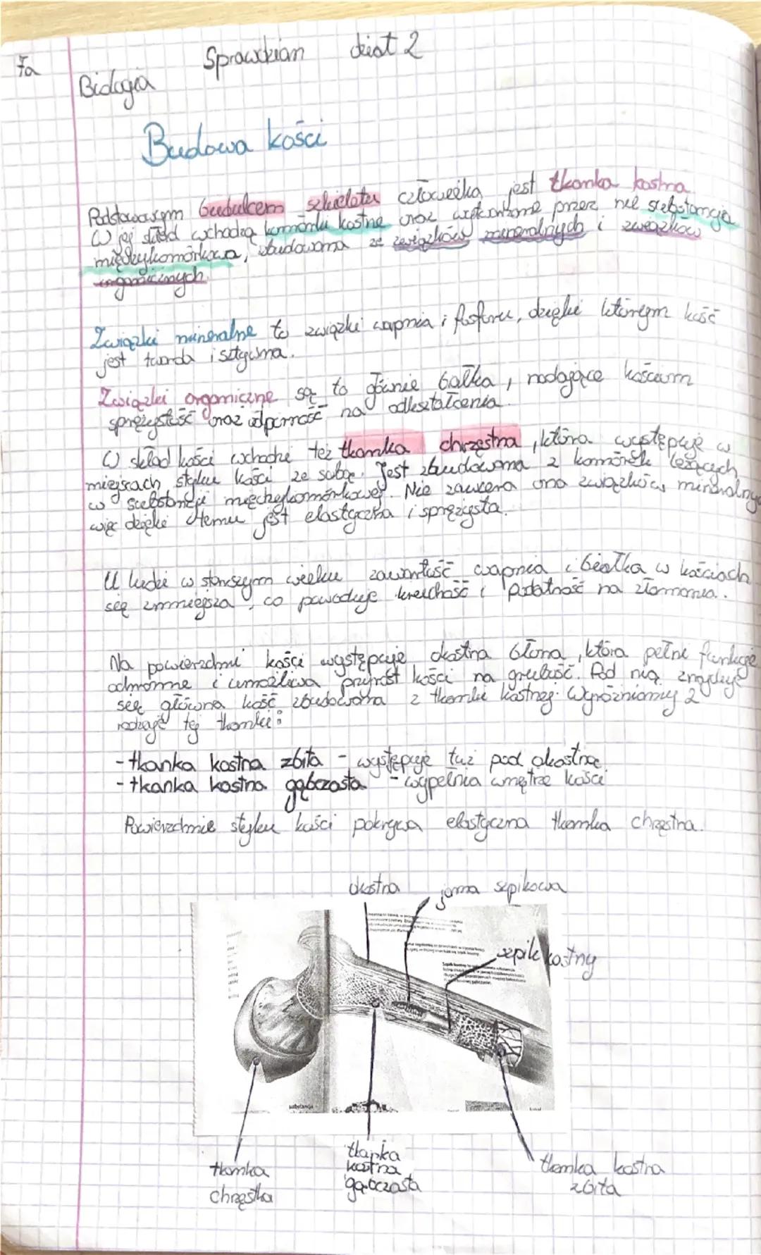 Fa
Bidega
Sprawdzian dist 2
Budowa kości
Podstawasum Gudulcem chelater człowieka jest tkanka bostna.
W jej sied wchodzą komórki kostne box w