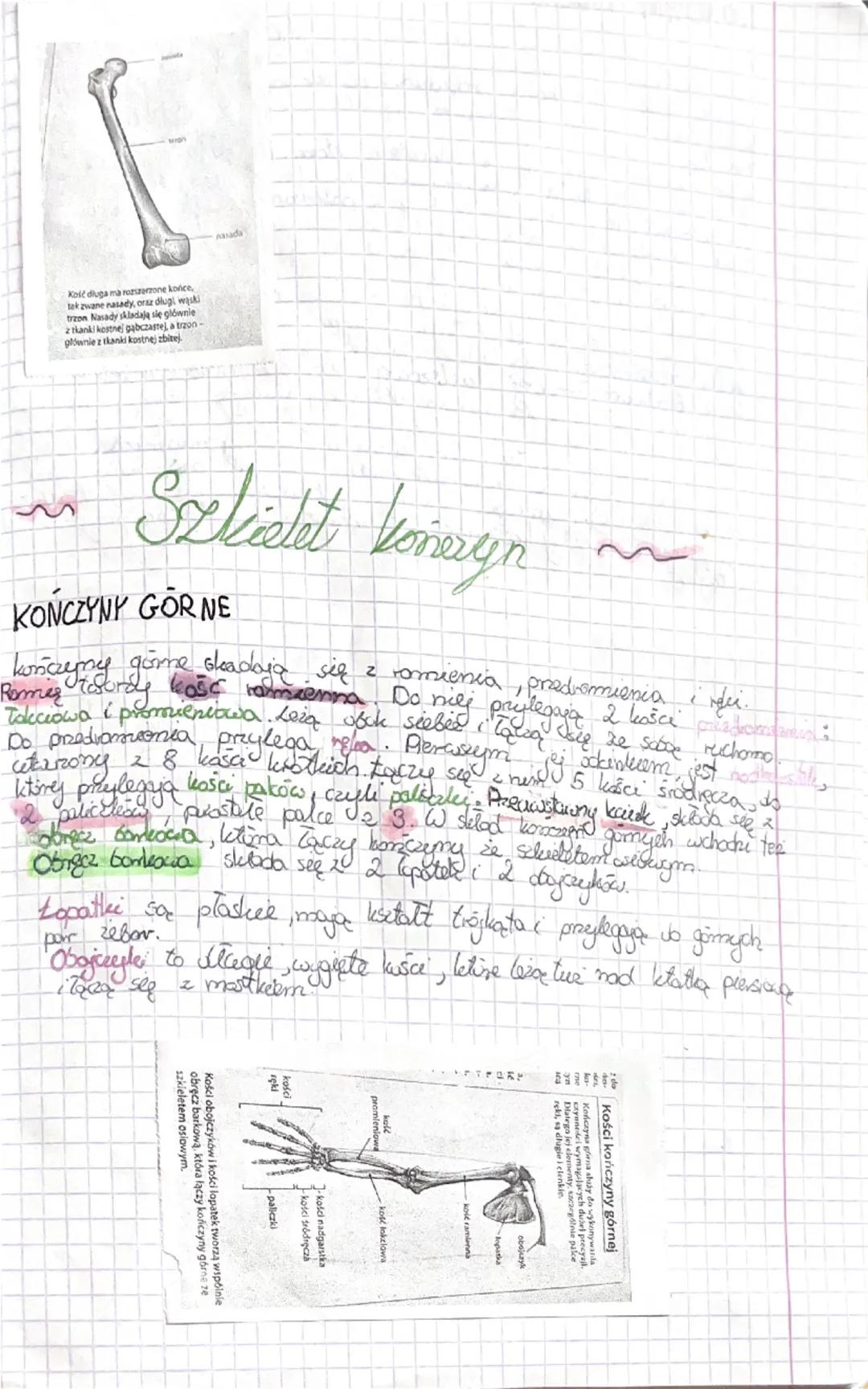 Fa
Bidega
Sprawdzian dist 2
Budowa kości
Podstawasum Gudulcem chelater człowieka jest tkanka bostna.
W jej sied wchodzą komórki kostne box w