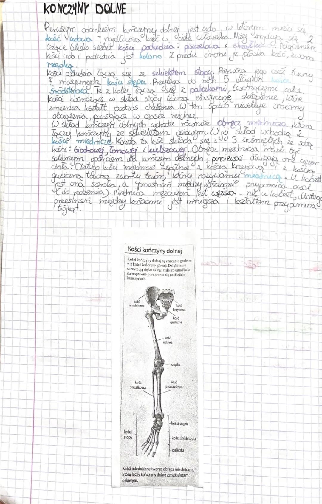Fa
Bidega
Sprawdzian dist 2
Budowa kości
Podstawasum Gudulcem chelater człowieka jest tkanka bostna.
W jej sied wchodzą komórki kostne box w