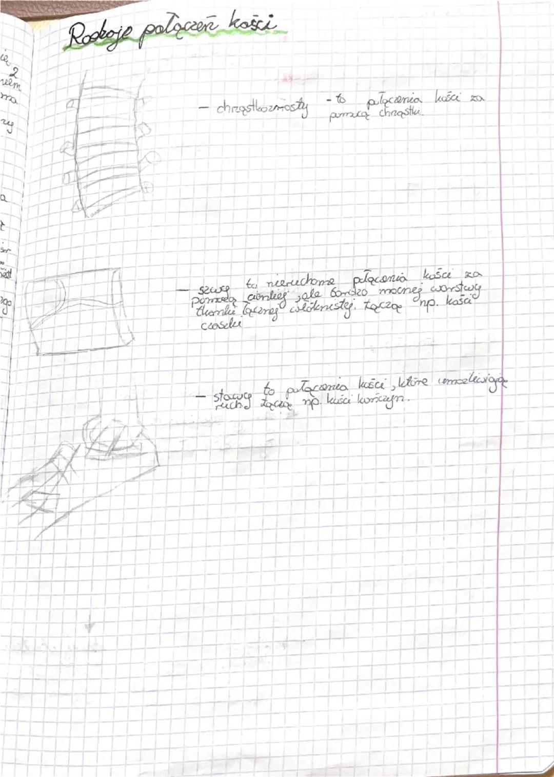 Fa
Bidega
Sprawdzian dist 2
Budowa kości
Podstawasum Gudulcem chelater człowieka jest tkanka bostna.
W jej sied wchodzą komórki kostne box w