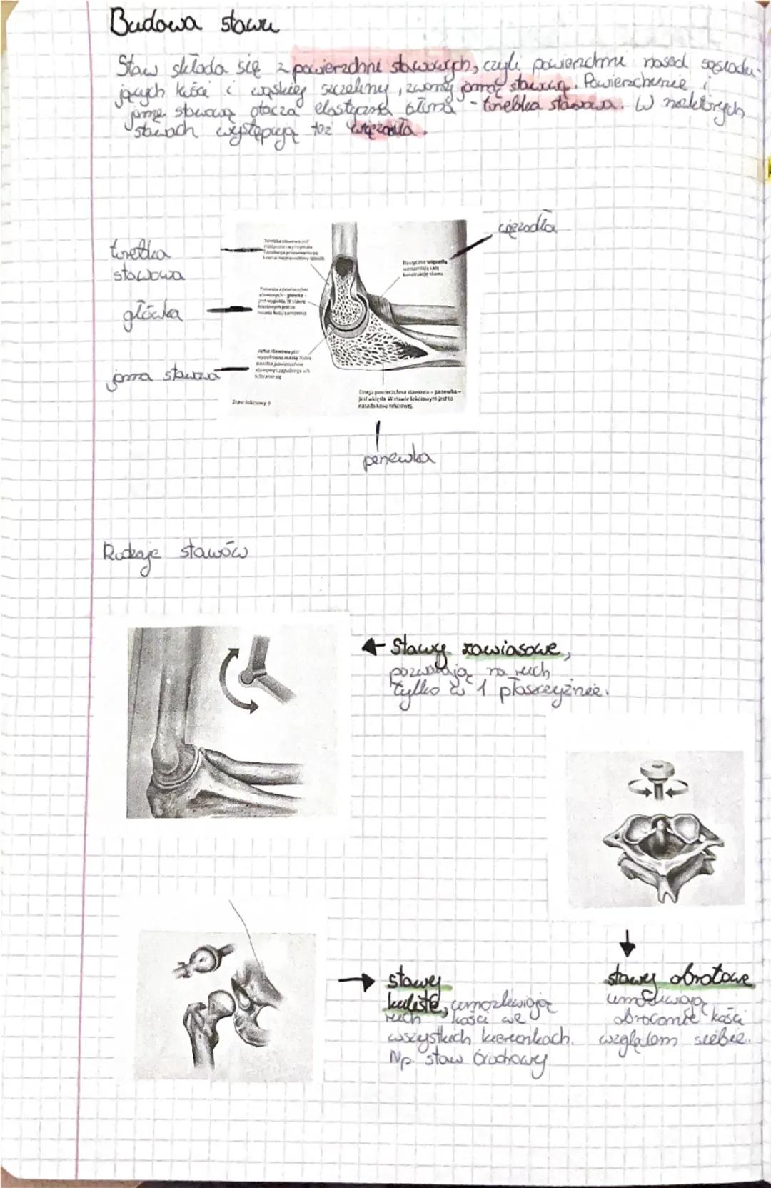 Fa
Bidega
Sprawdzian dist 2
Budowa kości
Podstawasum Gudulcem chelater człowieka jest tkanka bostna.
W jej sied wchodzą komórki kostne box w