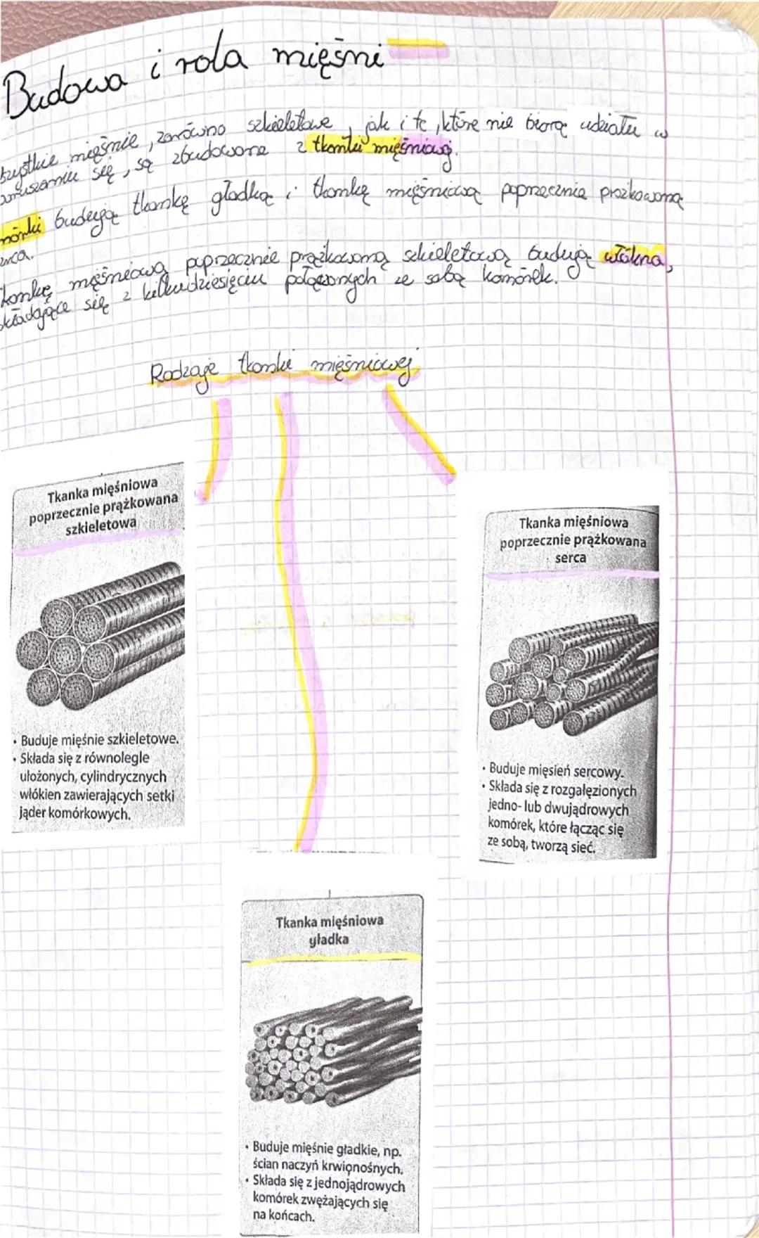 Fa
Bidega
Sprawdzian dist 2
Budowa kości
Podstawasum Gudulcem chelater człowieka jest tkanka bostna.
W jej sied wchodzą komórki kostne box w