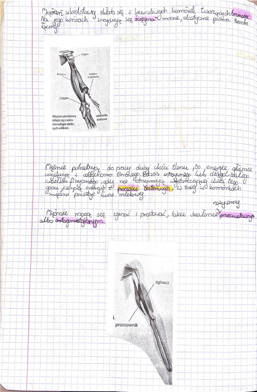 Fa
Bidega
Sprawdzian dist 2
Budowa kości
Podstawasum Gudulcem chelater człowieka jest tkanka bostna.
W jej sied wchodzą komórki kostne box w