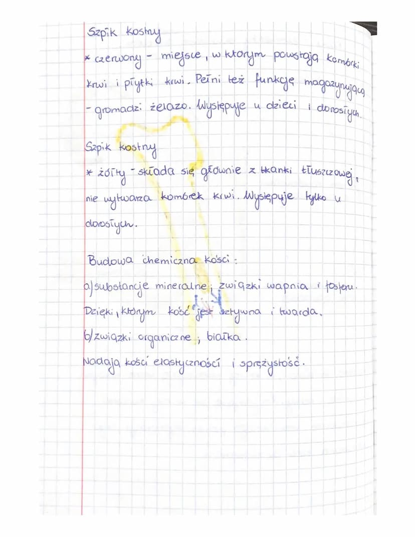 Kości
elementy
1. Budowa kości
trzon zbudowany
z istory zbitej
nasada zbudowana
z istoty gabczastej
skiadowe szkieletu,
Okostha to biona, w
