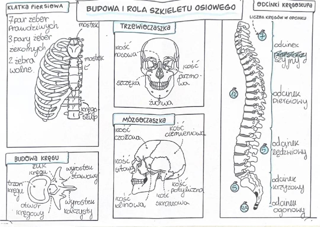 Budowa i Rola Szkieletu Osiowego – Biologia Klasa 7/8