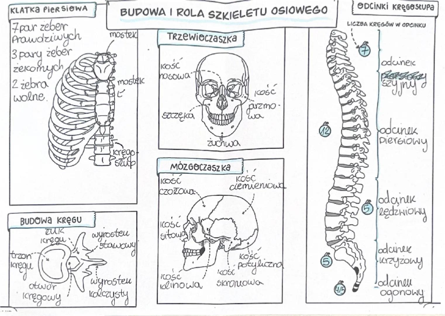 # KLATKA PIERSIOWA

7 par zeber
Prawdziwych
3 pary żeber
zekomych
2 żebra
wolne.

# BUDOWA I ROLA SZKIELETU OSIOWEGO

mostek
mostek
تا

## T