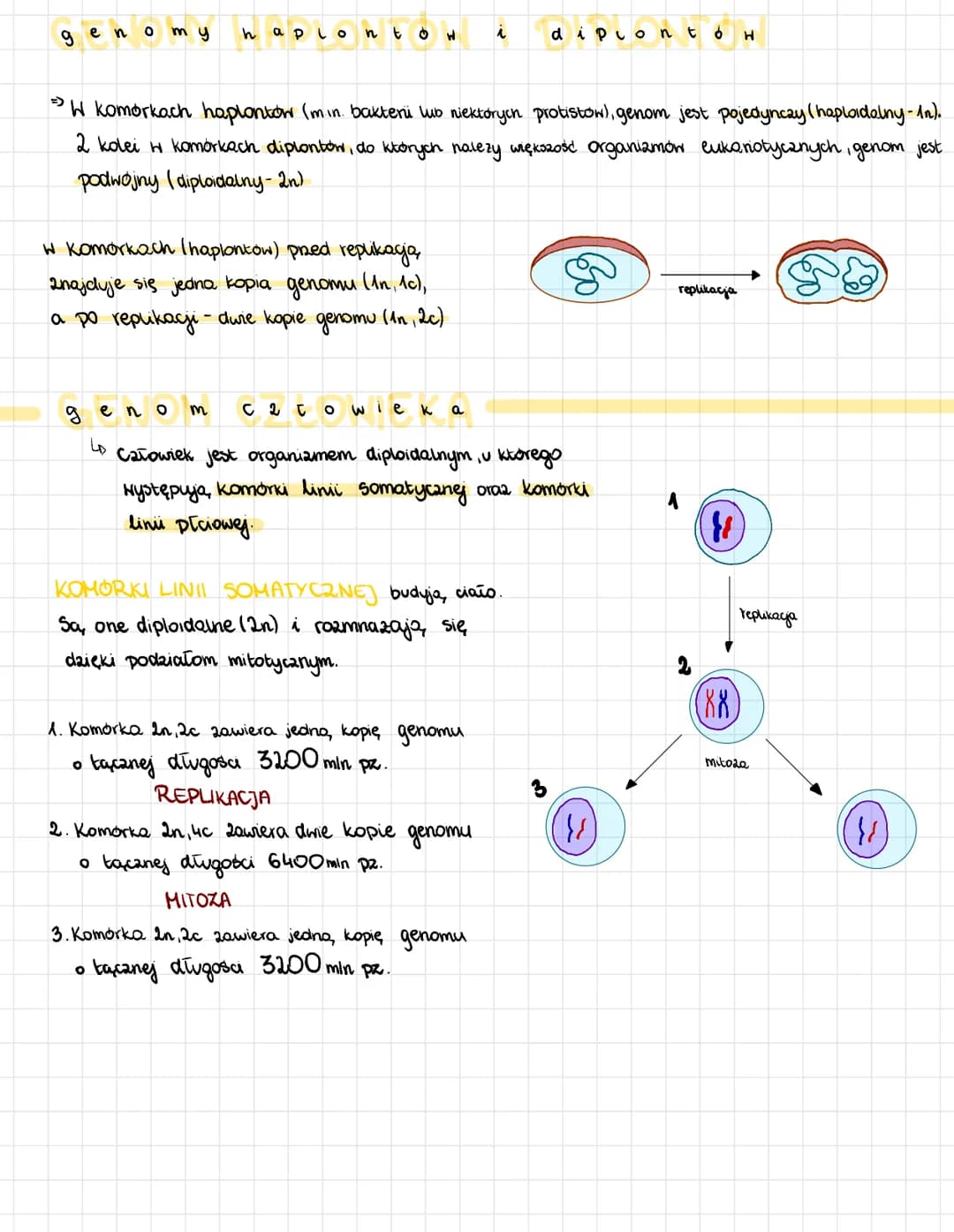 nomy
geno
haplo n t
w Komorkach (haplontow) przed replikacją
znajduje się jedna kopia genomu (1n, Ac),
a po replikacji - dwie kopie genomu (