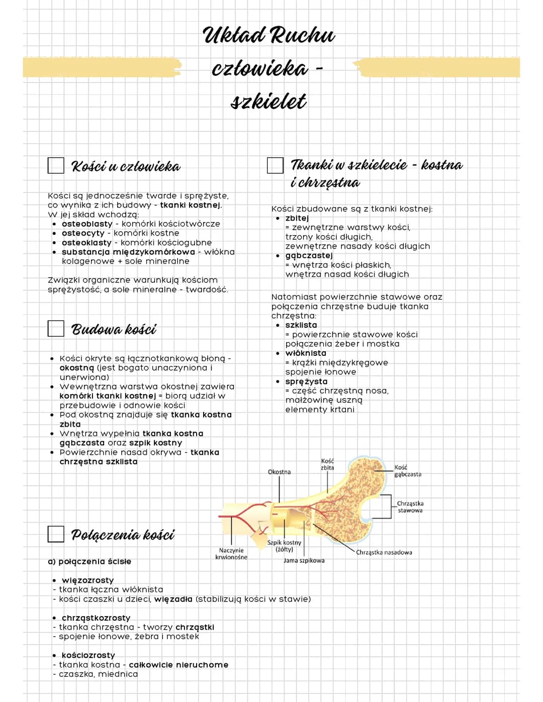 Notatka - układ ruchu człowieka - szkielet - biologia