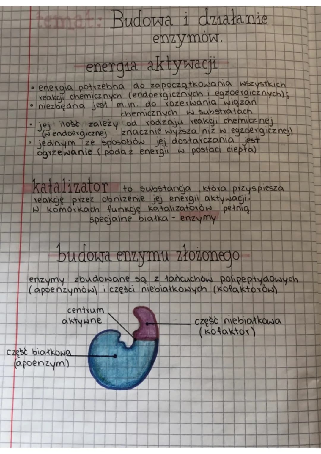 Co to są enzymy? Budowa, działanie i rodzaje