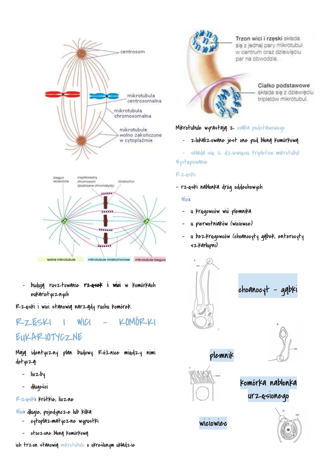 CYTOPLAZMA
WNĘTRZE KOMÓRKI
jądro komórkowe
cytoplazma
CYTOPLAZMA
cytozol -półpłynny składnik cytoplazmy
organelle komórkowe
komórkowego, ści