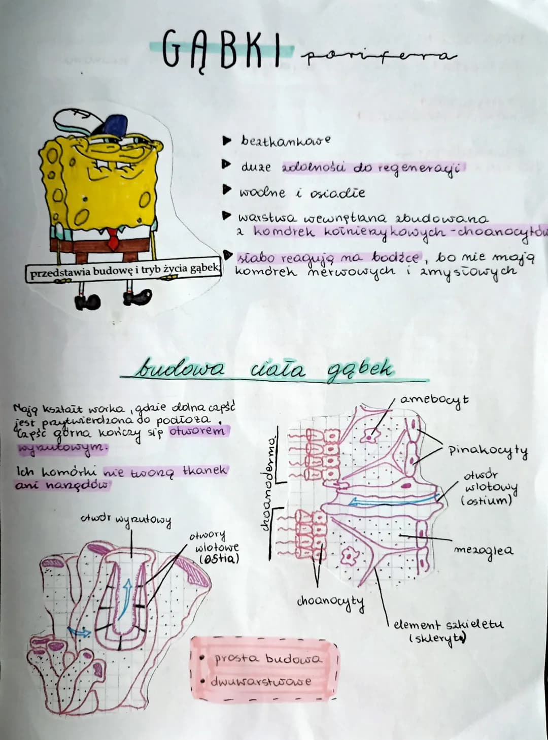 GABKI
otwor
▸ beatkankowe
Nają ksatait worka, gdzie dolna część
jest przytwierdzona do podiora.
Capść gorna kończy się otworem
wybułowym.
sł