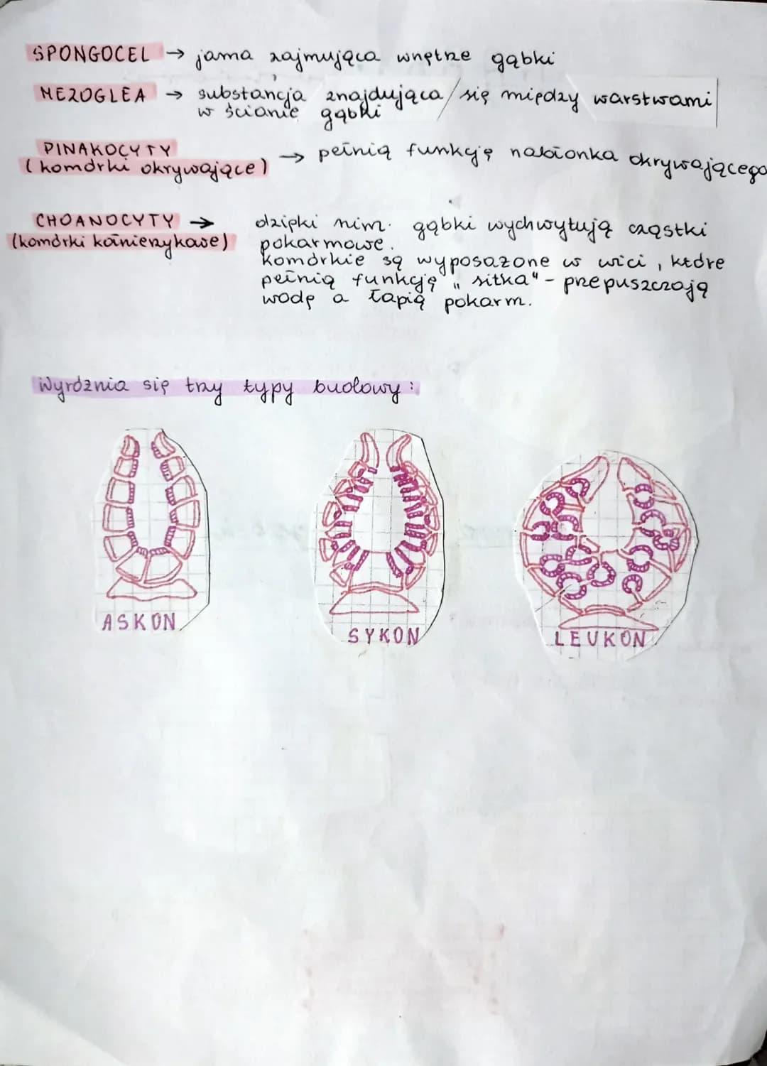 GABKI
otwor
▸ beatkankowe
Nają ksatait worka, gdzie dolna część
jest przytwierdzona do podiora.
Capść gorna kończy się otworem
wybułowym.
sł