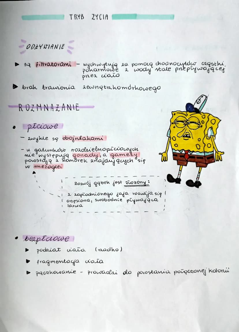 GABKI
otwor
▸ beatkankowe
Nają ksatait worka, gdzie dolna część
jest przytwierdzona do podiora.
Capść gorna kończy się otworem
wybułowym.
sł