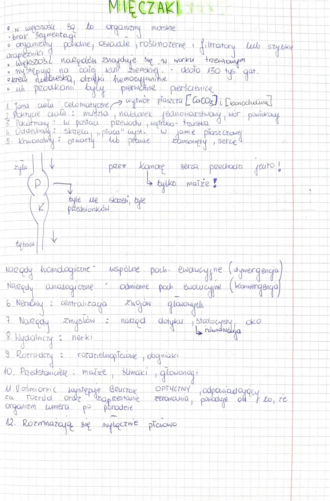Najpopularniejsze Mięczaki - Prezentacja i Przykłady