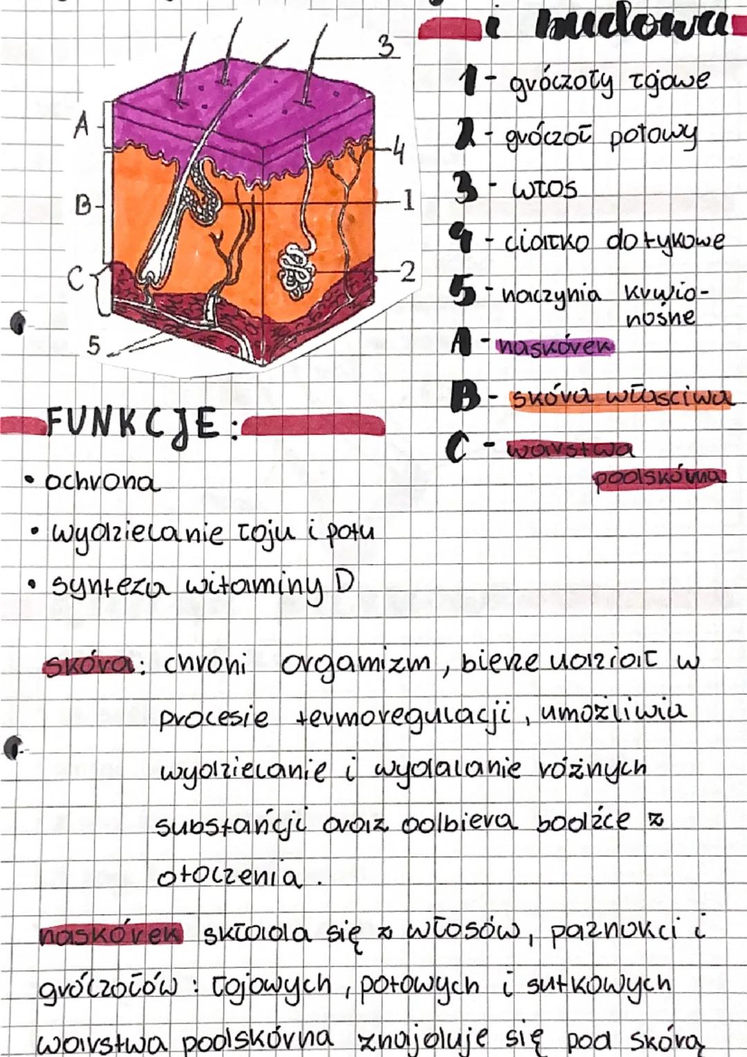 3

A
-4
B-
-1
C
2
5

i budowa

1- gróczoły zgowe

2-gróczół potowy

3 - $\omega\tau o\varsigma$

4 - ciatko dotykowe

5- naczynia kuwio-
nos