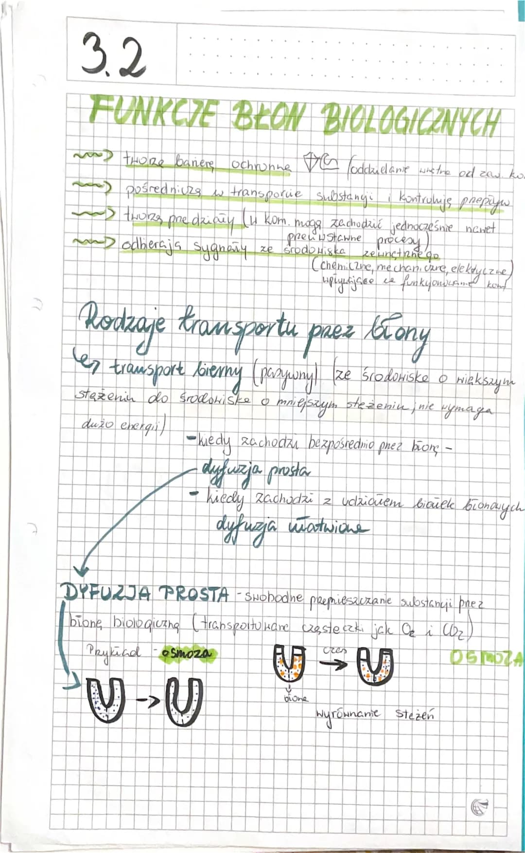 
<p>Budowa błon biologicznych jest złożona głównie z lipidów i białek. W lipidach budujących błony dominują fosfolipidy, tworzące podwójną w