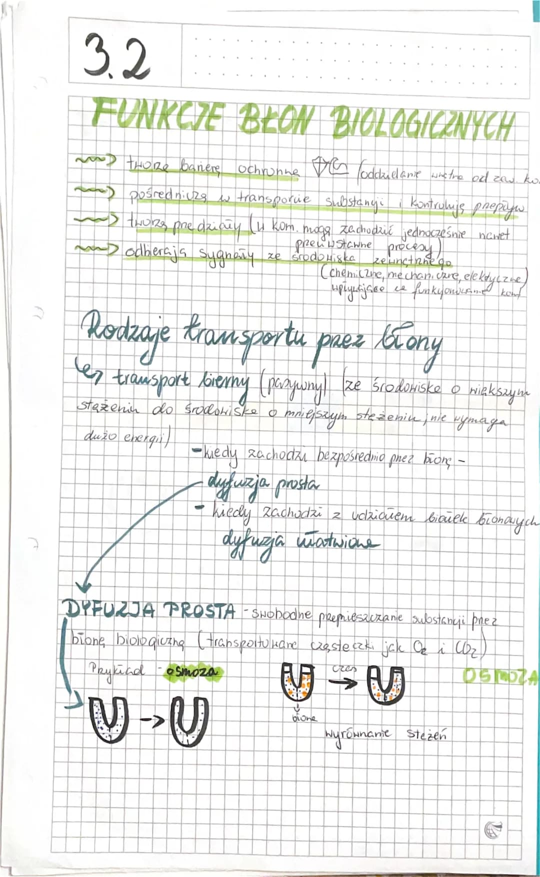 
<p>Budowa błon biologicznych jest złożona głównie z lipidów i białek. W lipidach budujących błony dominują fosfolipidy, tworzące podwójną w