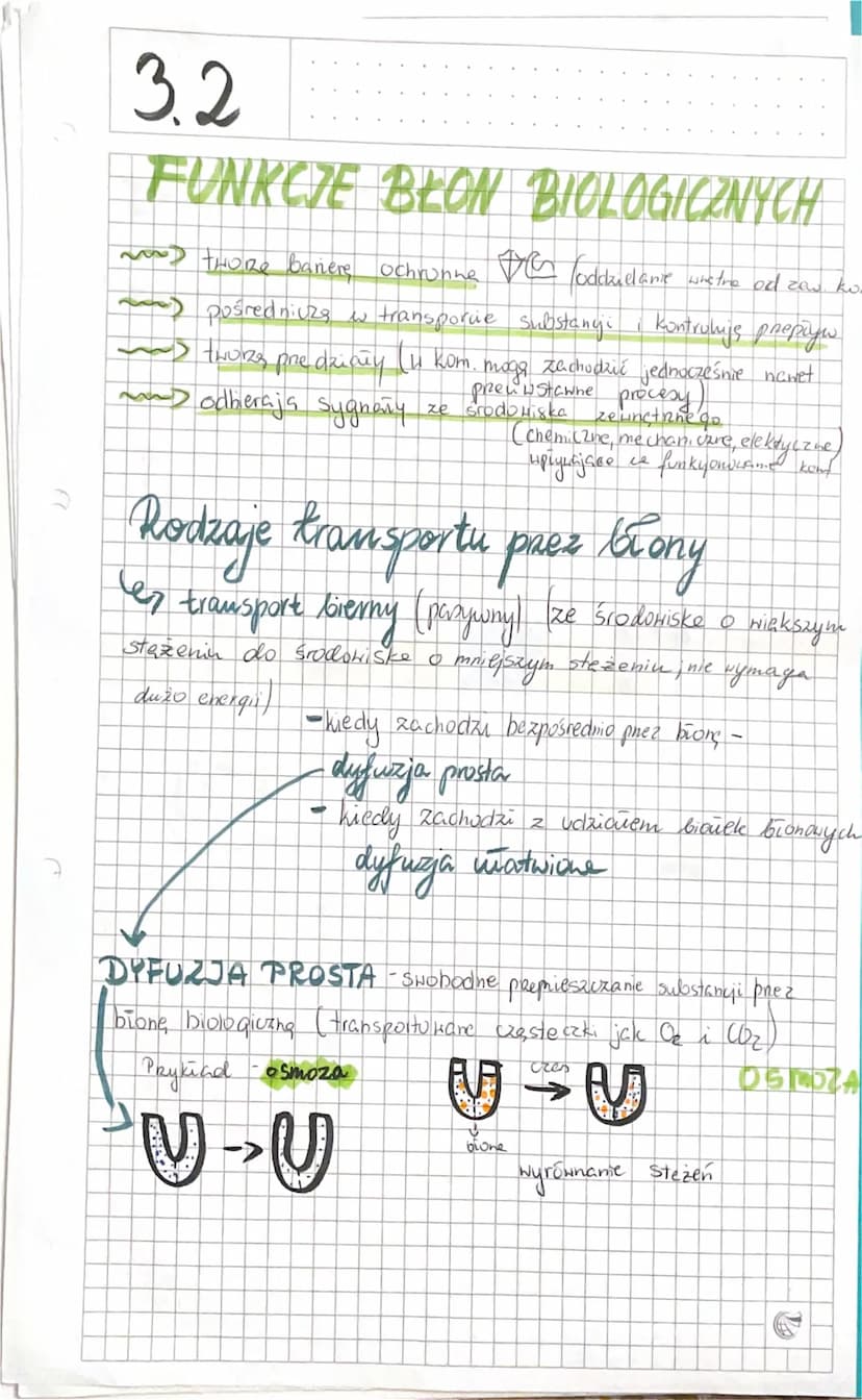 
<p>Budowa błon biologicznych jest złożona głównie z lipidów i białek. W lipidach budujących błony dominują fosfolipidy, tworzące podwójną w