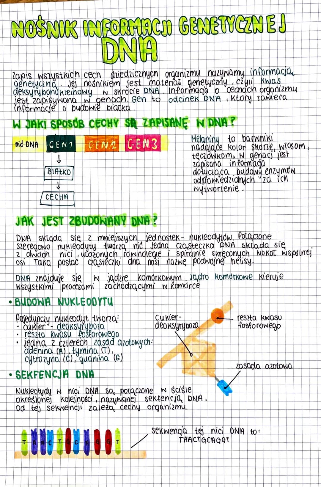 NOŚNIK INFORMACJI GENETYCZNEJ
DNA
Zapis wszystkich cech dziedzicznych organizmu nazywamy informacja
genetyczna. Jej nosnikiem jest material 