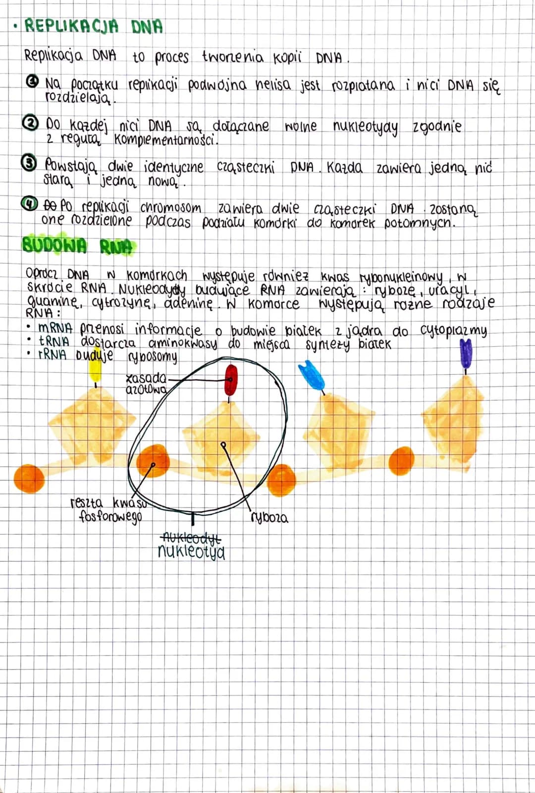 NOŚNIK INFORMACJI GENETYCZNEJ
DNA
Zapis wszystkich cech dziedzicznych organizmu nazywamy informacja
genetyczna. Jej nosnikiem jest material 