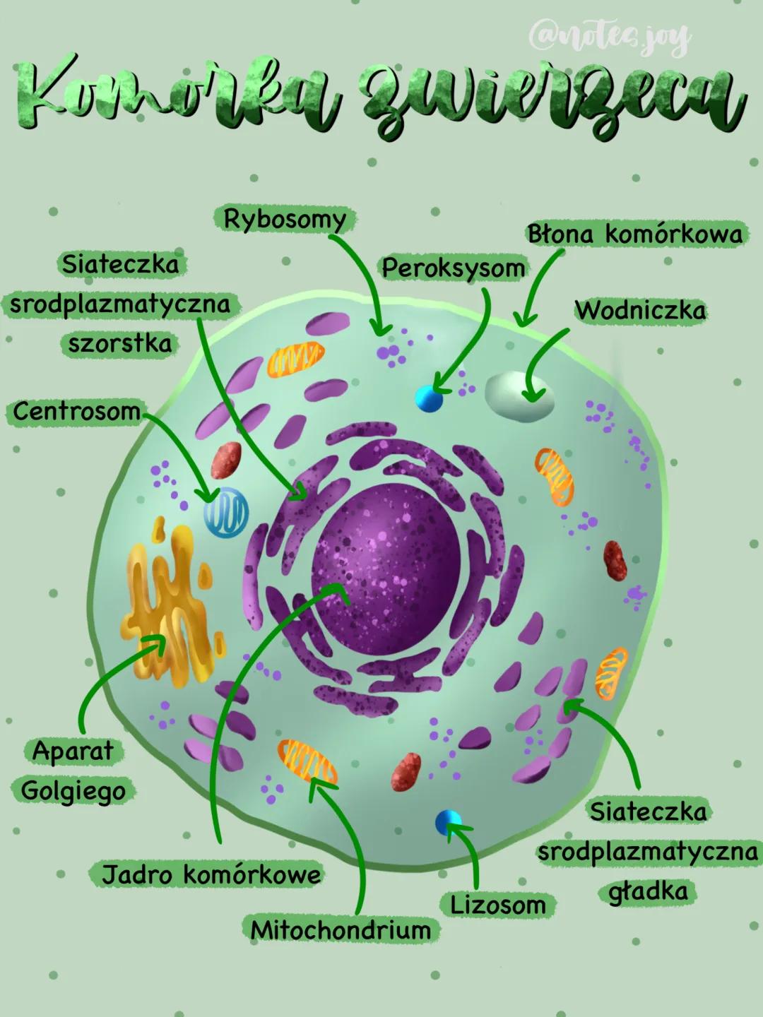 Co to jest komórka zwierzęca? Budowa i funkcje.