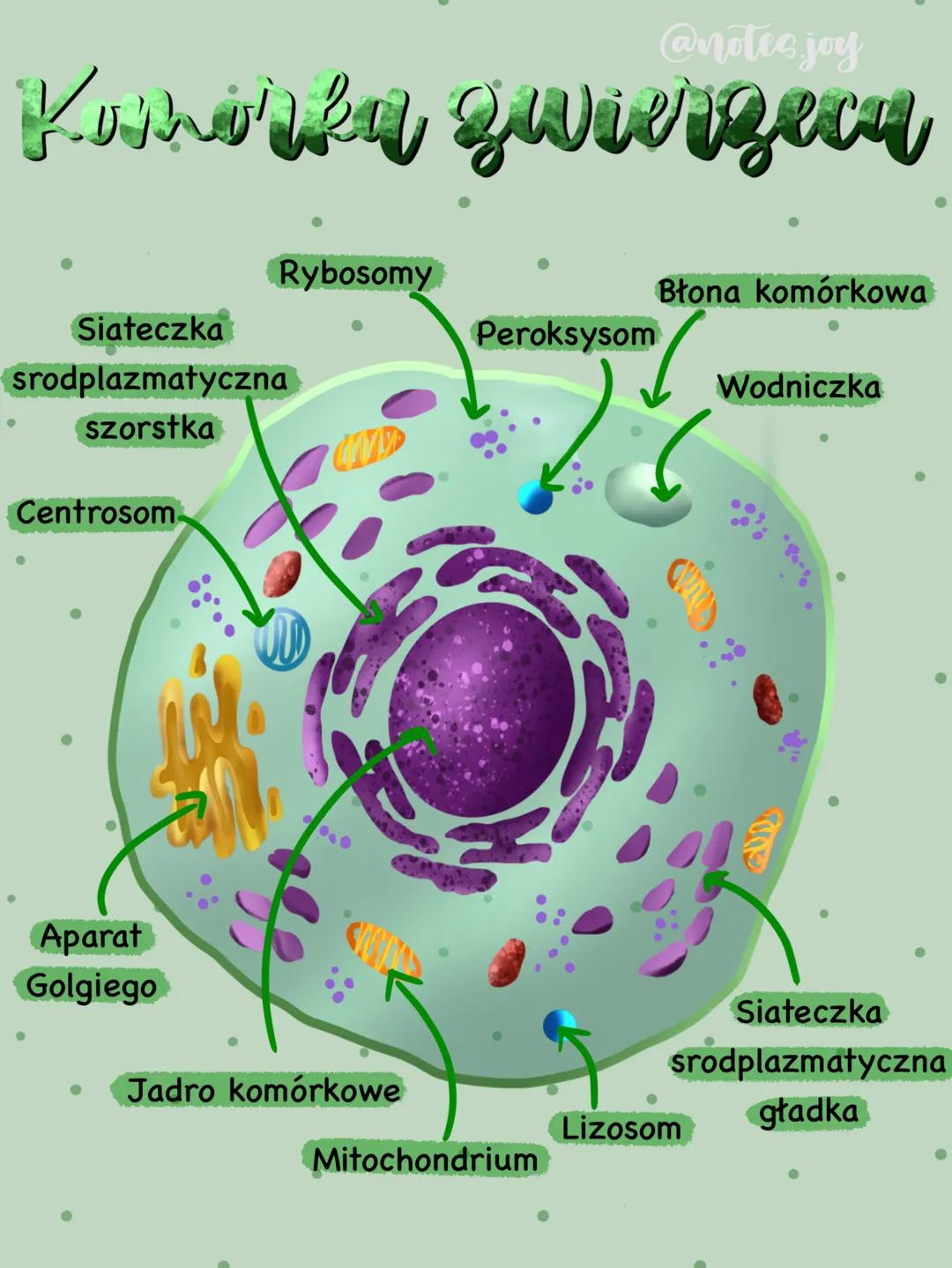 @notec. joy
Kuhorka zwierzecu
Siateczka
srodplazmatyczna
szorstka
●
Centrosom
Rybosomy
Aparat
Golgiego
UND
Jadro komórkowe
Peroksysom
Mitoch